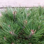 Borovica čierna (Pinus nigra) 'BAMBINO' - výška 50-60 cm, kont. C45L - NA KMIENKU